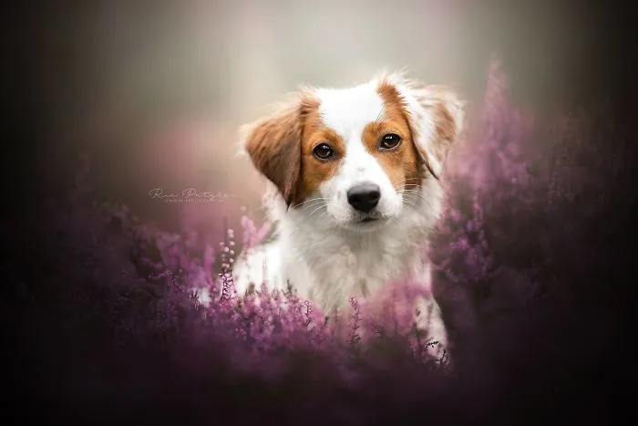 I Capture The Whimsical Side Of Dogs In My Photography (48 Pics)