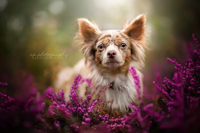 I Capture The Whimsical Side Of Dogs In My Photography (48 Pics)