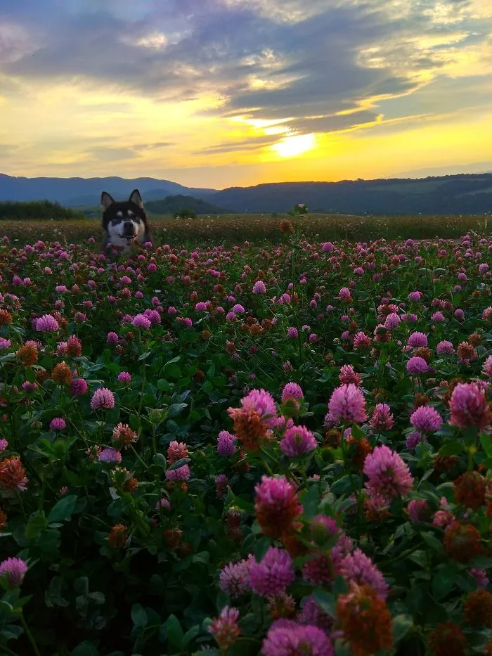 My Dog