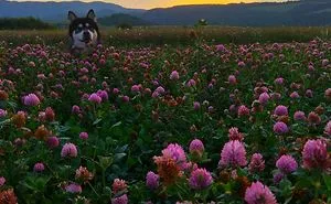 My Dog