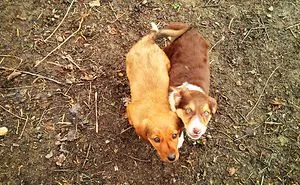 I Found & Rescued These Little Gems On This Day A Year Ago, And That's Been A Life Changer For The Three Of Us