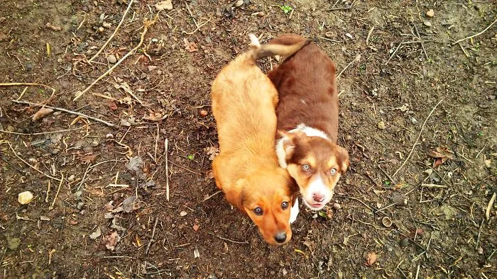 I Found & Rescued These Little Gems On This Day A Year Ago, And That's Been A Life Changer For The Three Of Us