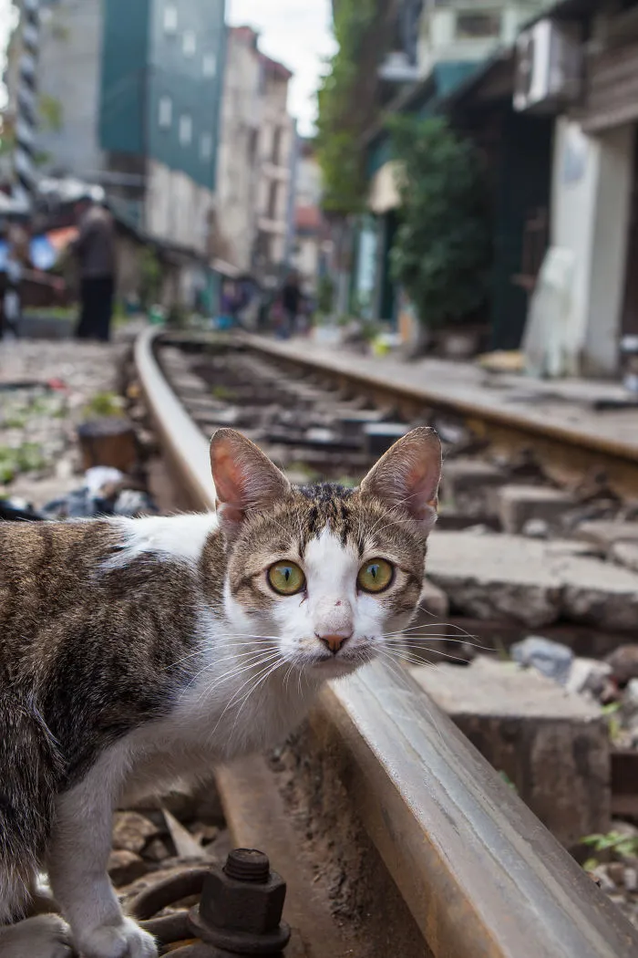 I Photograph Cats Living Very Different Lifestyles In Southeast Asia.