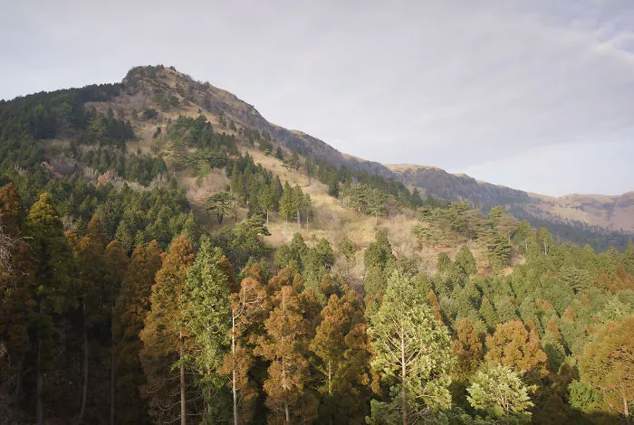 Japanese Ceder Forest