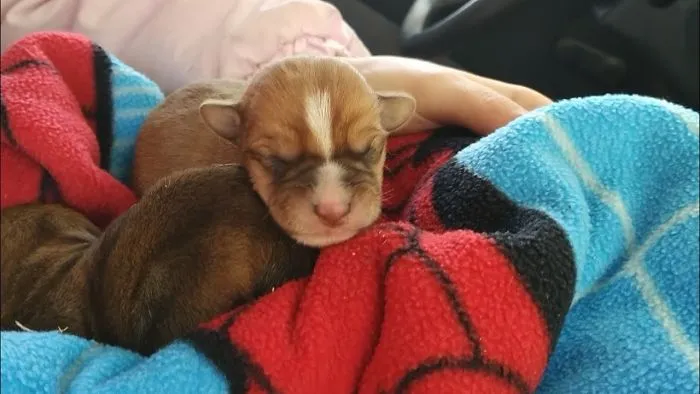 The Rescue Of Two Puppies And Her Mother From Freezing To Death In Bulgarian Winter