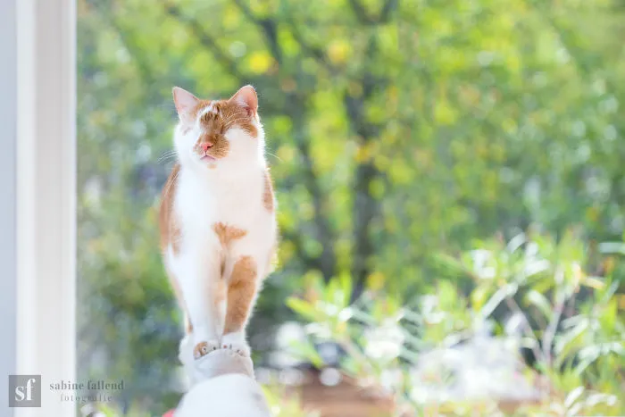 Hago fotos de mi gato que no tiene ojos pero ve con su corazón (25 imágenes)