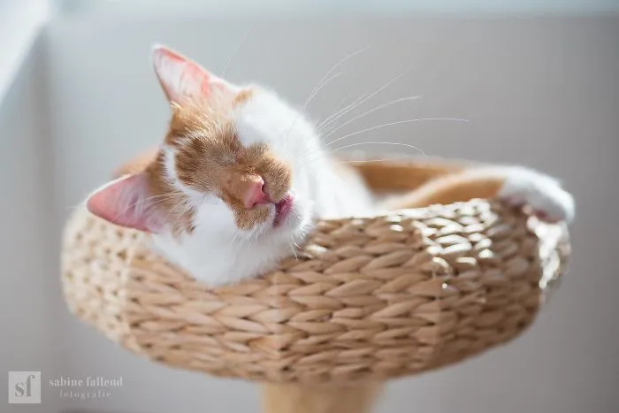 Hago fotos de mi gato que no tiene ojos pero ve con su corazón (25 imágenes)