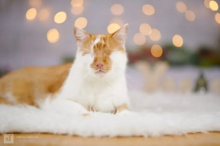 Hago fotos de mi gato que no tiene ojos pero ve con su corazón (25 imágenes)