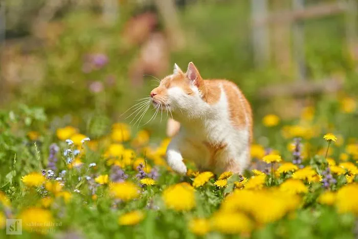 Hago fotos de mi gato que no tiene ojos pero ve con su corazón (25 imágenes)