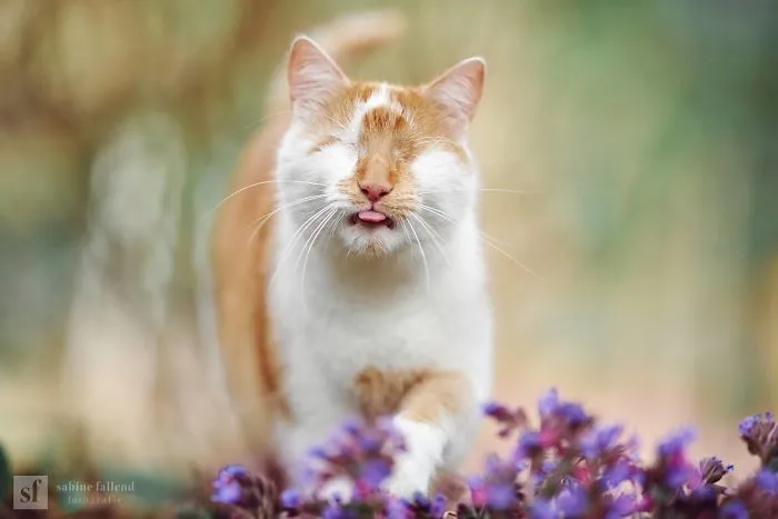 Hago fotos de mi gato que no tiene ojos pero ve con su corazón (25 imágenes)