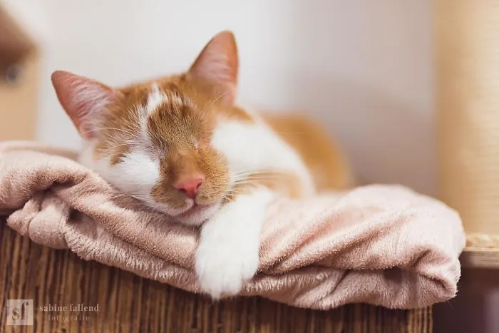 Hago fotos de mi gato que no tiene ojos pero ve con su corazón (25 imágenes)