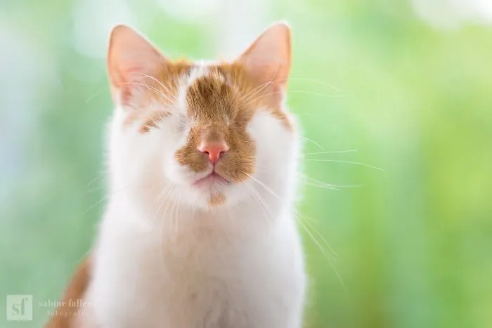 Hago fotos de mi gato que no tiene ojos pero ve con su corazón (25 imágenes)