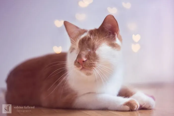 I Photograph My Eyeless Cat Who Sees With His Heart (25 Pics)