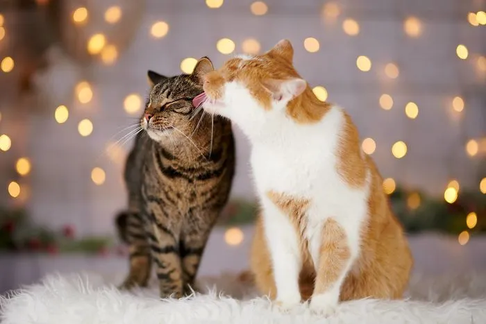 Hago fotos de mi gato que no tiene ojos pero ve con su corazón (25 imágenes)