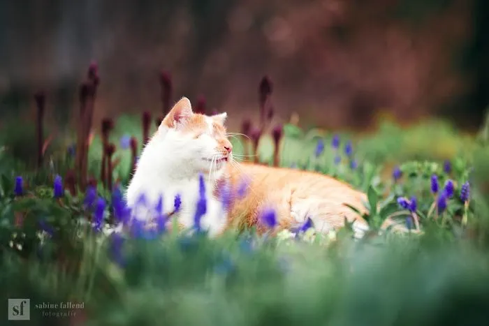Hago fotos de mi gato que no tiene ojos pero ve con su corazón (25 imágenes)