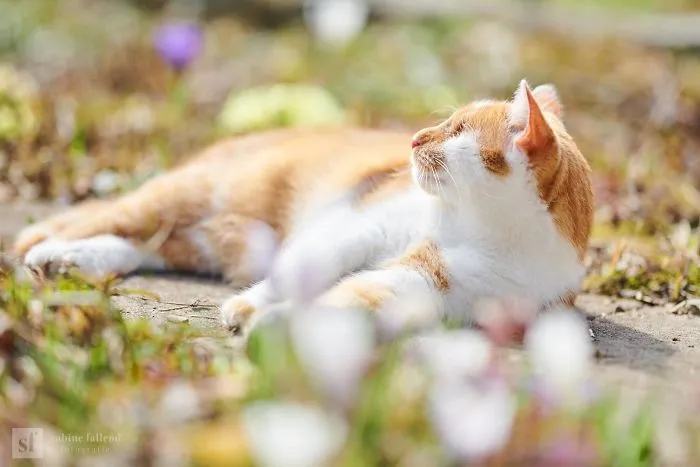 Hago fotos de mi gato que no tiene ojos pero ve con su corazón (25 imágenes)