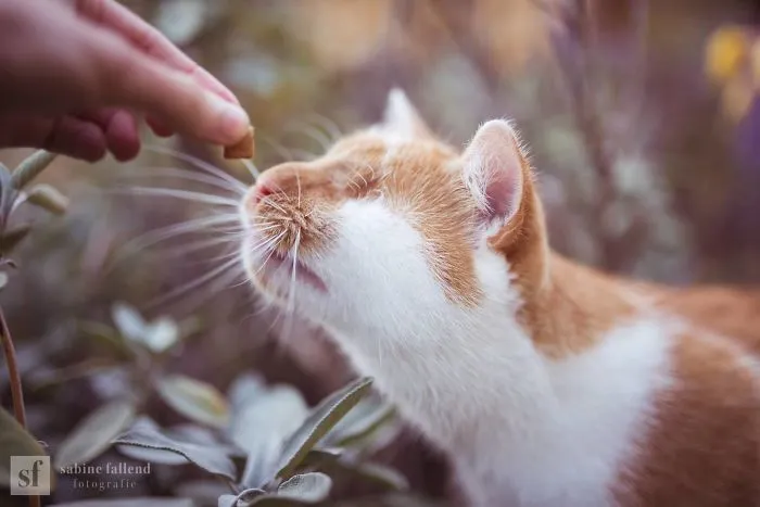 I Photograph My Eyeless Cat Who Sees With His Heart (25 Pics)