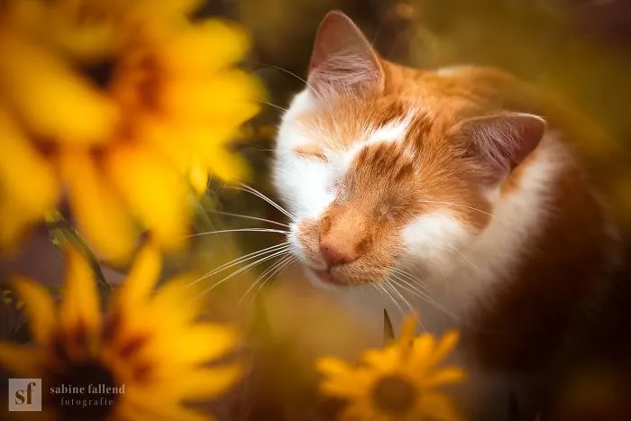 Hago fotos de mi gato que no tiene ojos pero ve con su corazón (25 imágenes)