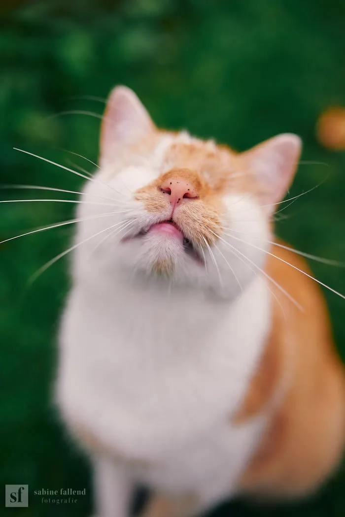 Hago fotos de mi gato que no tiene ojos pero ve con su corazón (25 imágenes)