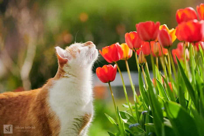 Hago fotos de mi gato que no tiene ojos pero ve con su corazón (25 imágenes)