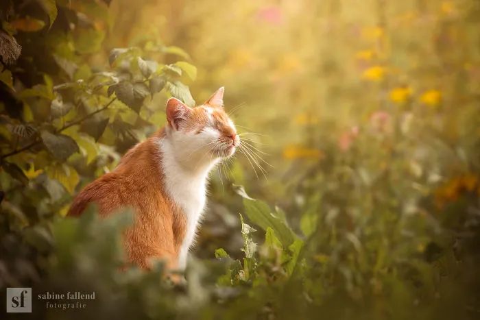 Hago fotos de mi gato que no tiene ojos pero ve con su corazón (25 imágenes)