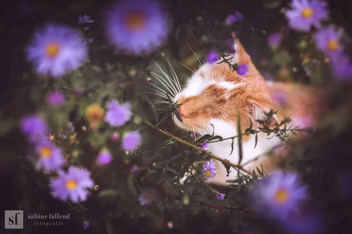 Hago fotos de mi gato que no tiene ojos pero ve con su corazón (25 imágenes)