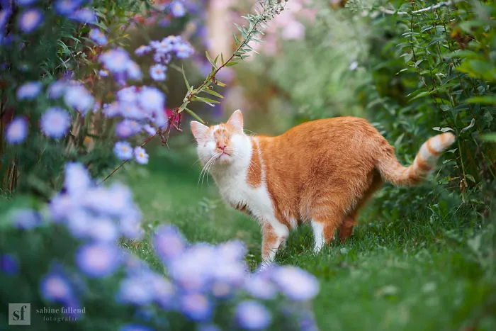 Hago fotos de mi gato que no tiene ojos pero ve con su corazón (25 imágenes)
