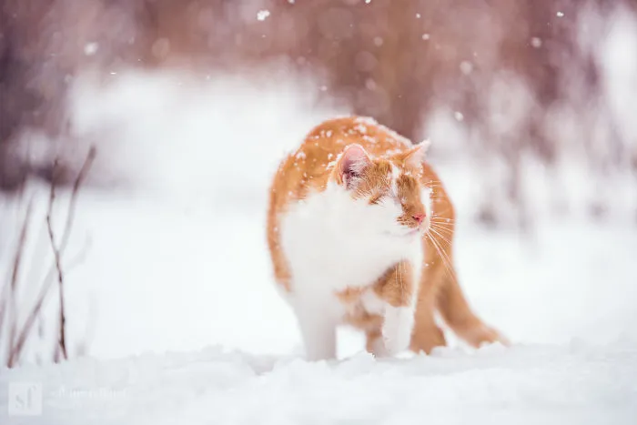Hago fotos de mi gato que no tiene ojos pero ve con su corazón (25 imágenes)
