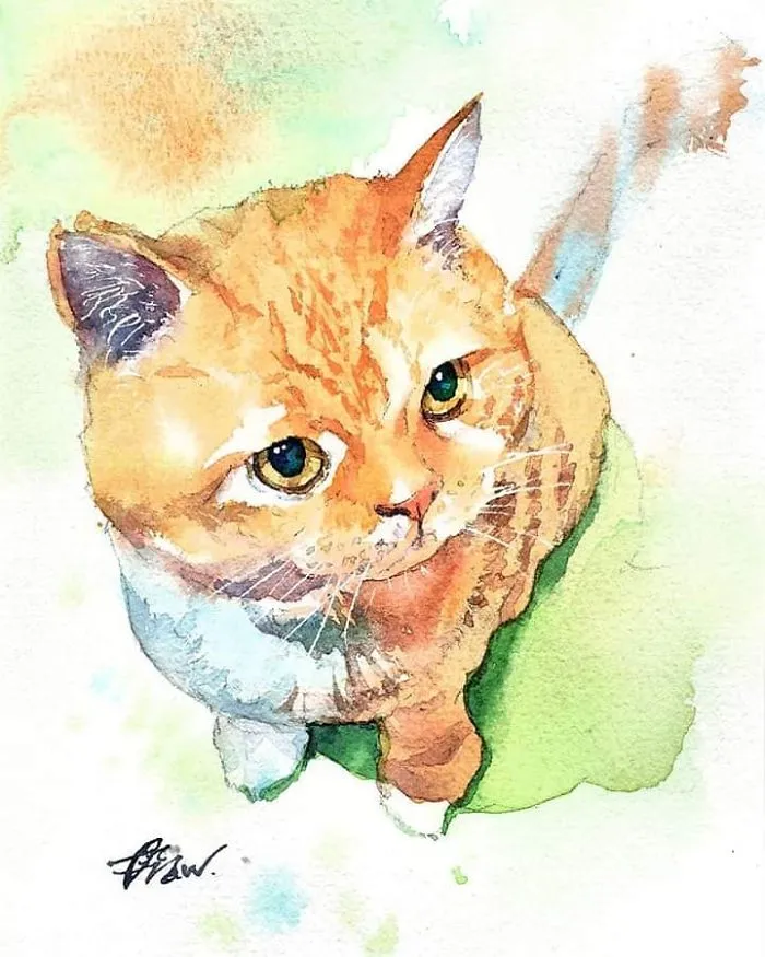 Orange Cat Looking Up