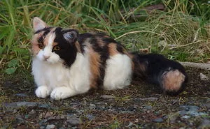 I Create Striking, Highly Realistic  Miniature Cats And Dogs Out Of Felted Wool