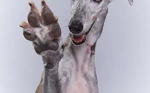 I Celebrate The Day Of Spanish Hunting Dogs By Photographing Them Enjoying Their Life Of Freedom