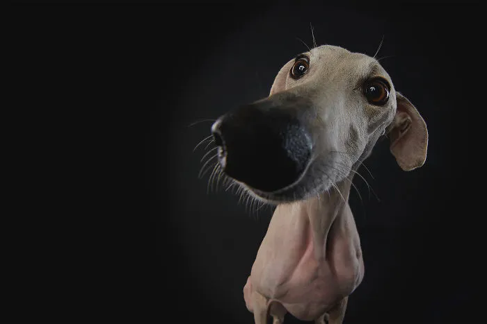I Celebrate The Day Of Spanish Hunting Dogs By Photographing Them Enjoying Their Life Of Freedom