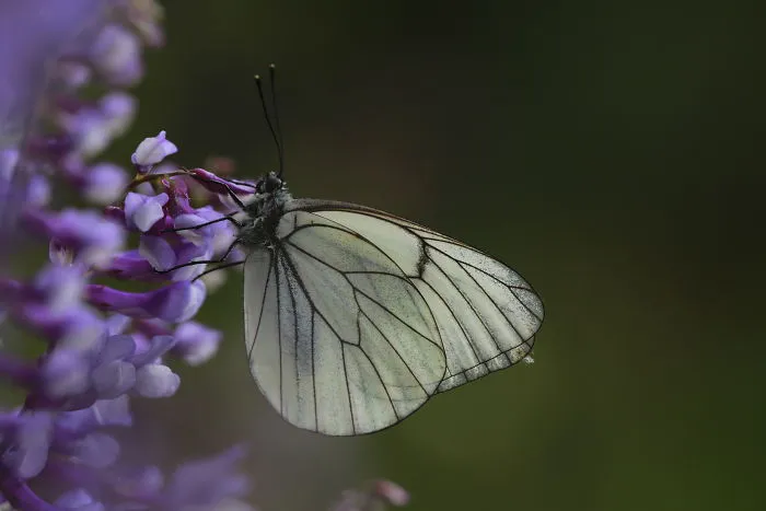 A Few Butterflies Photos From Second Biggest Crater Lake In World (Nemrut Crater Lake)