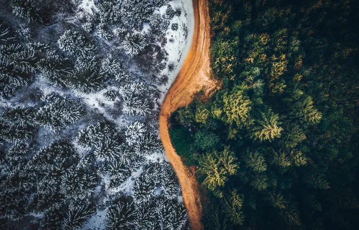 Fairy Forest