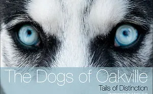 Photographer Takes Pics Of Dogs In Her Town And Raises Over $120,000 For Local Animal Shelter
