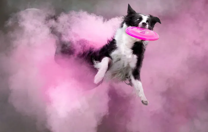 Lottie | Border Collie