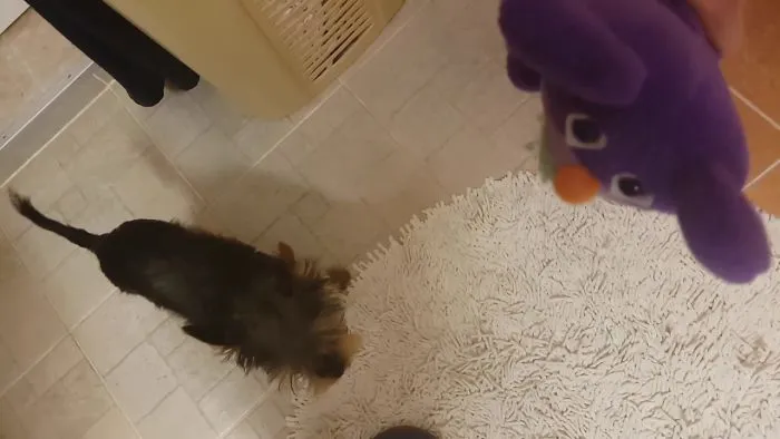 Singing Puppy