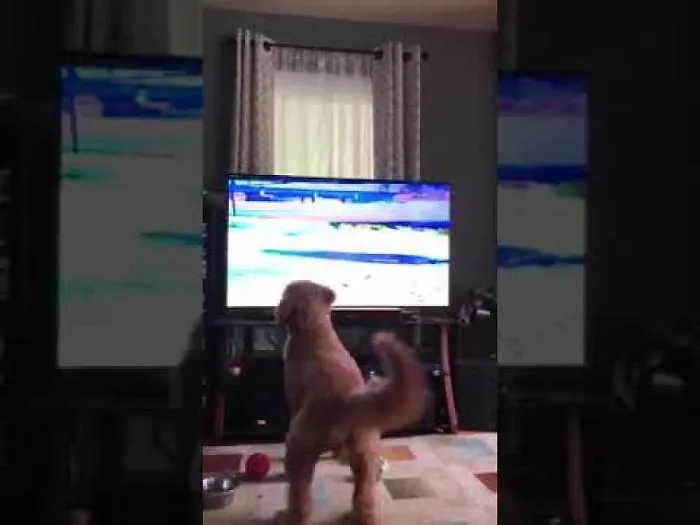 Bentley Loves Watching TV