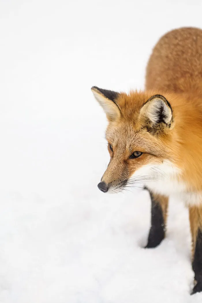A Fox Photobombed Our Photoshoot