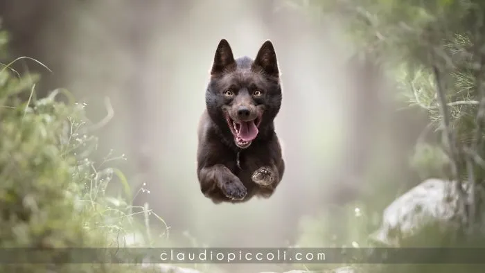 "Dogs In Action" Concept Revealed For The First Time!