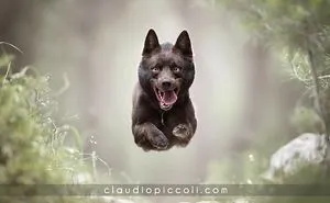 "Dogs In Action" Concept Revealed For The First Time!