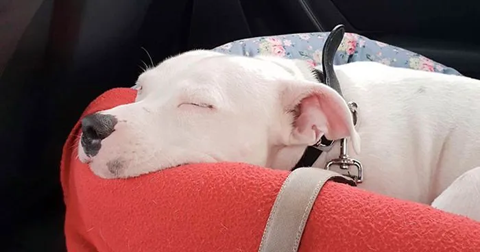After The Video Of A Dog Who Didn't Realize He Was Being Abandoned Went Viral, Snoop Dogg Offers To Give Him A Home