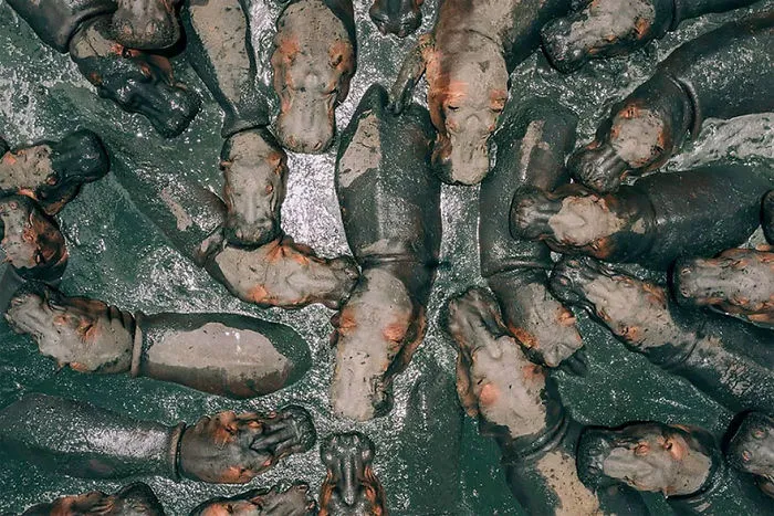 1º premio. Hipopótamos bañándose en Tanzania, por Zekedrone