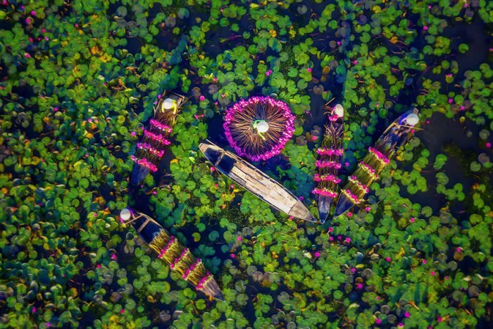 Harvest Water Lilies By Tuan Nguyen