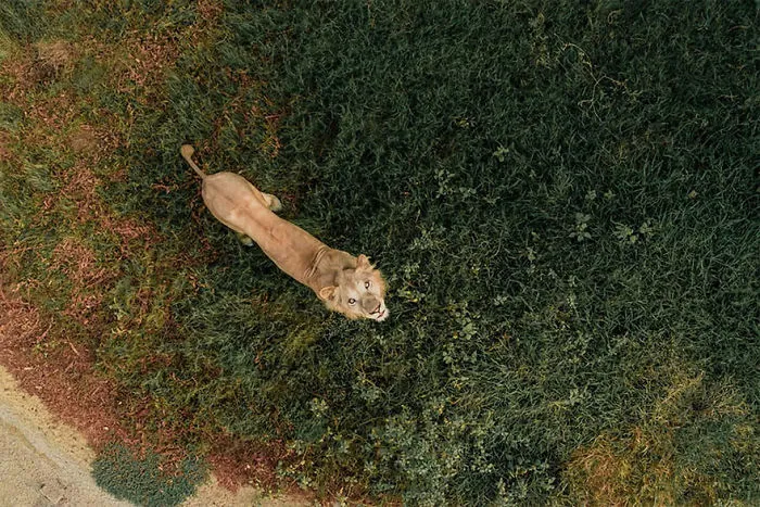 León vs Dron, por Bachirm