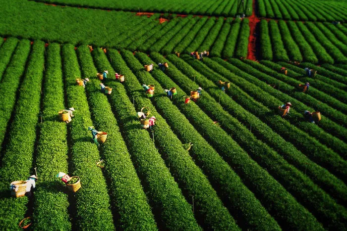 Recolectando hojas de té, por Tuan Nguyen