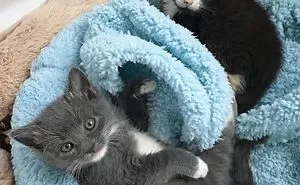 Meet Blancat, The Unique Cat Bed Specially Designed To Soothe Your Anxious Cat
