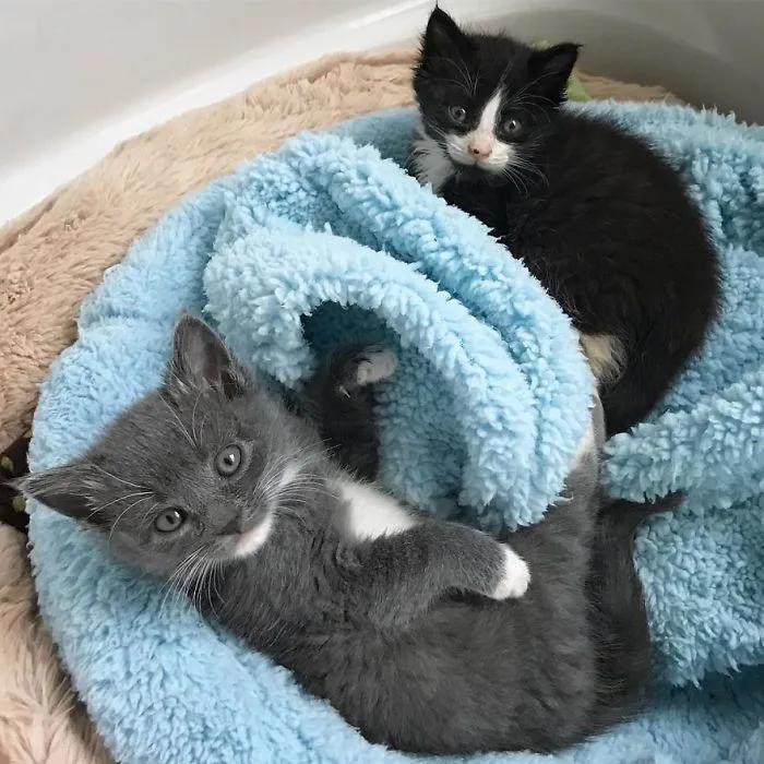 Meet Blancat, The Unique Cat Bed Specially Designed To Soothe Your Anxious Cat