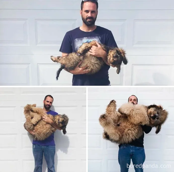 De cachorro a oso en 9 meses