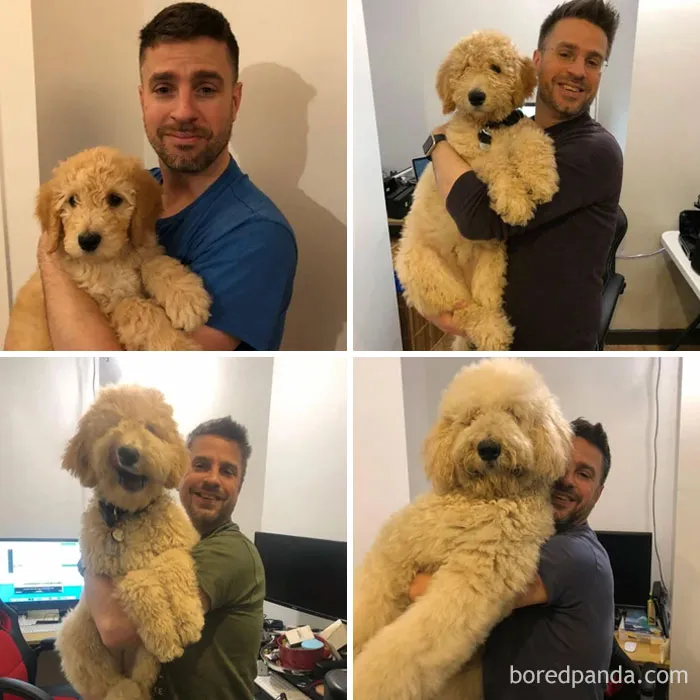 Puppy Grows Into Small Horse In 9 Months